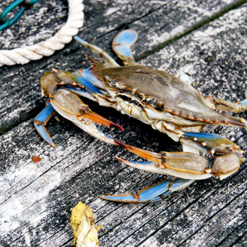 Blue crab on a weathered Gulf Coast working dock